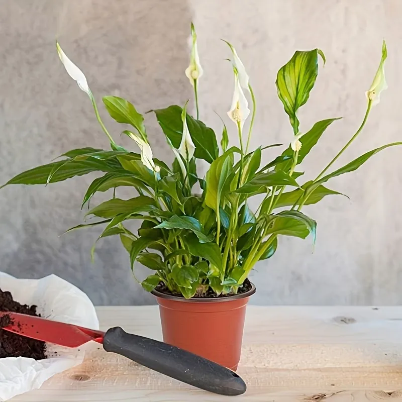 Drainage Hole Plant Pot