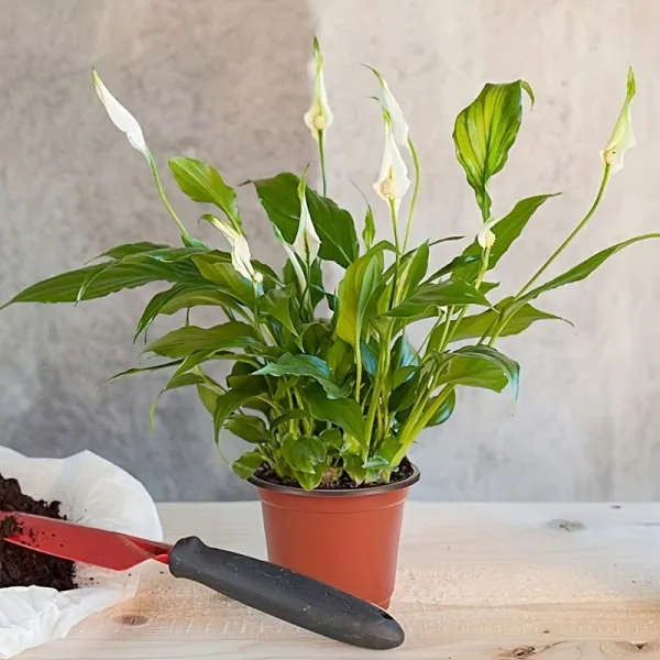 Drainage Hole Plant Pot