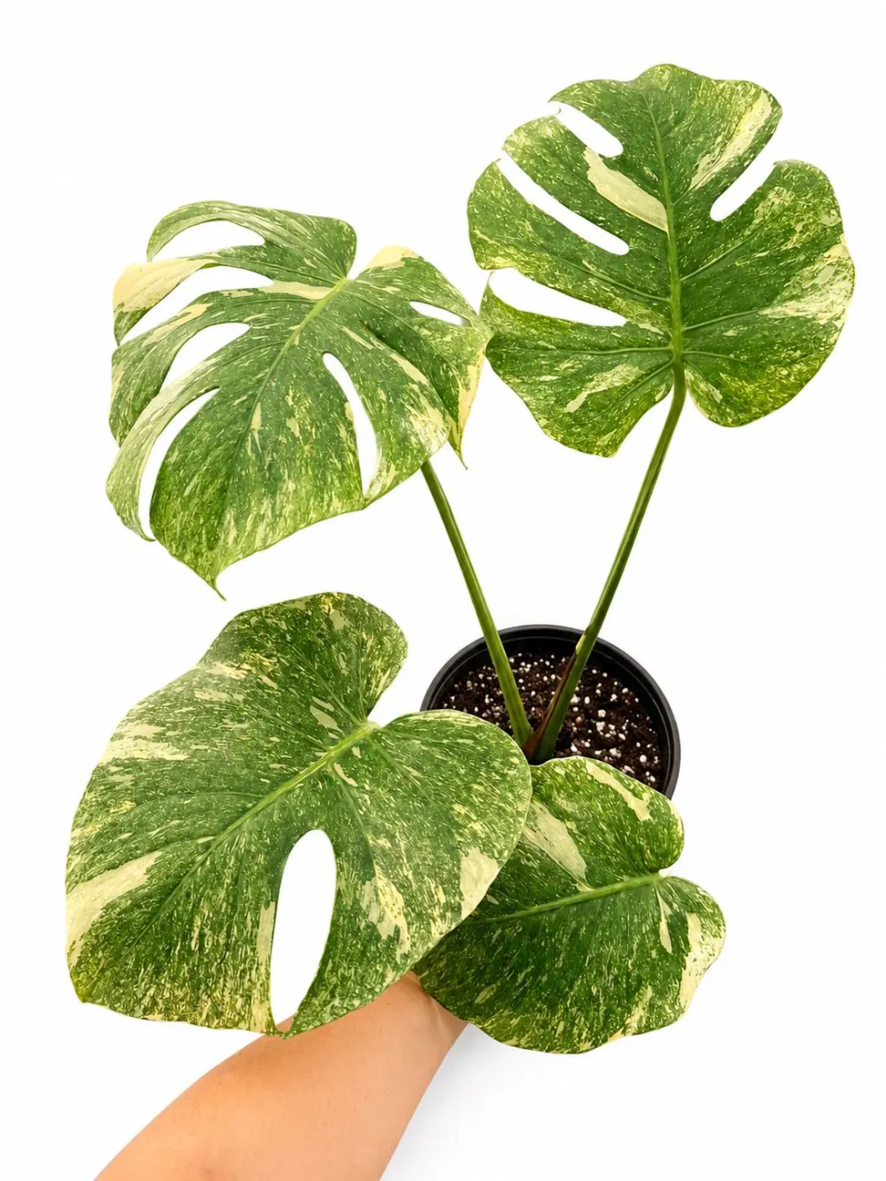 Monstera Legacy Plant