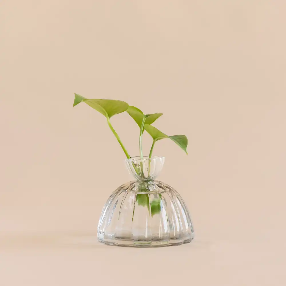 Glass Plant Propagation Vase