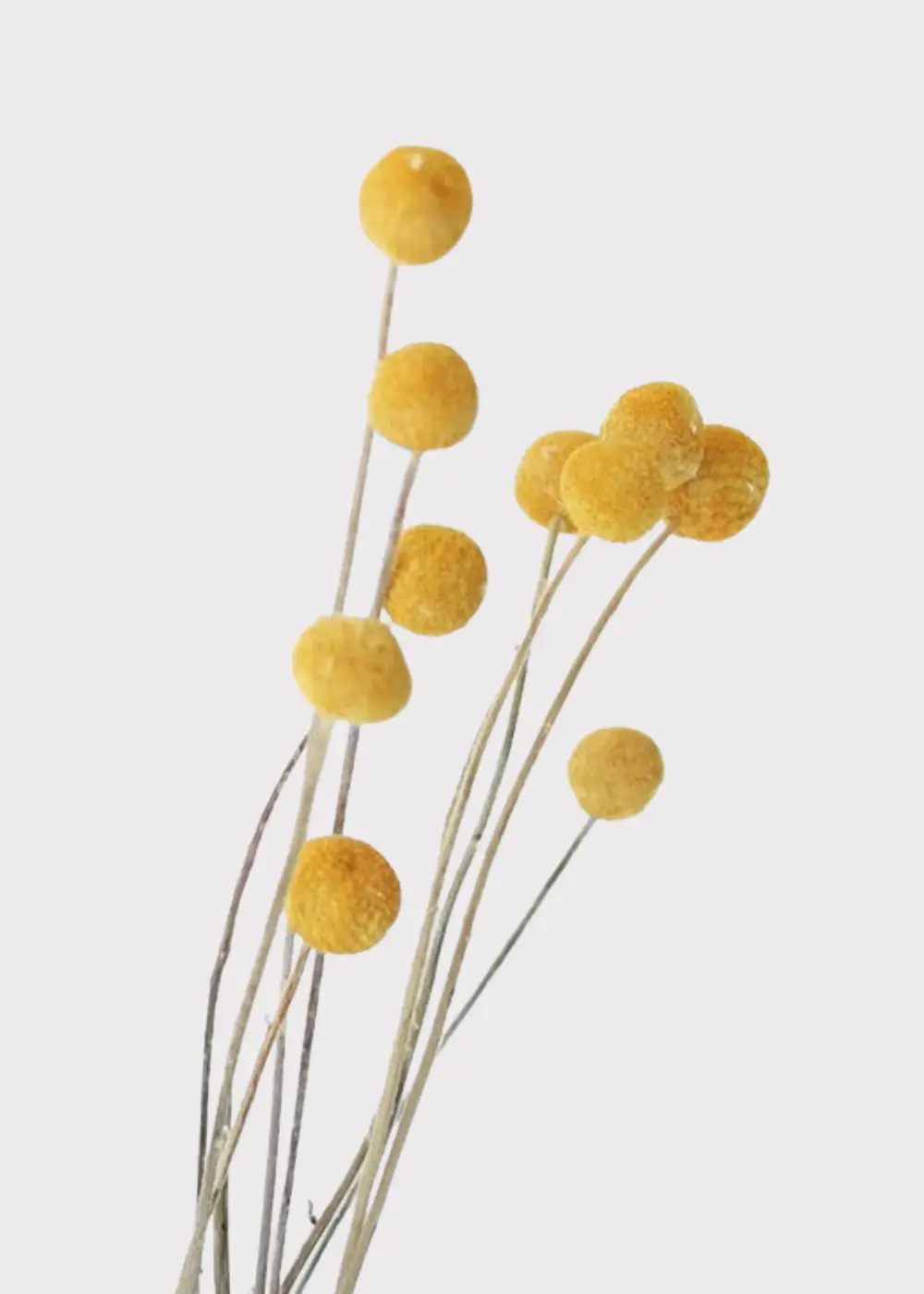 Dried Craspedia Billy Button Bundle
