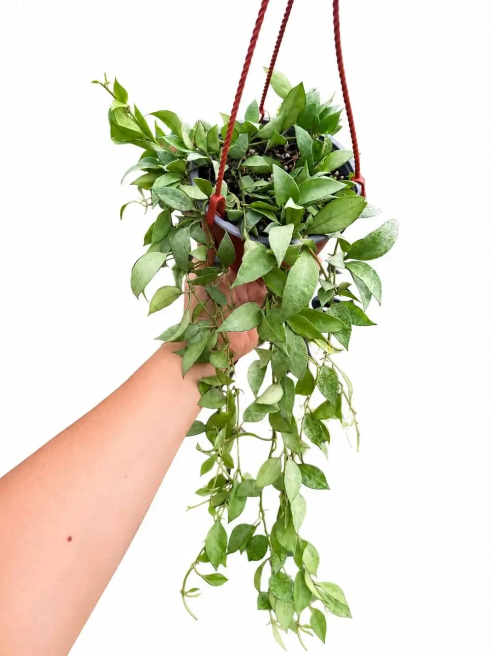 Hoya Lacunosa Plant