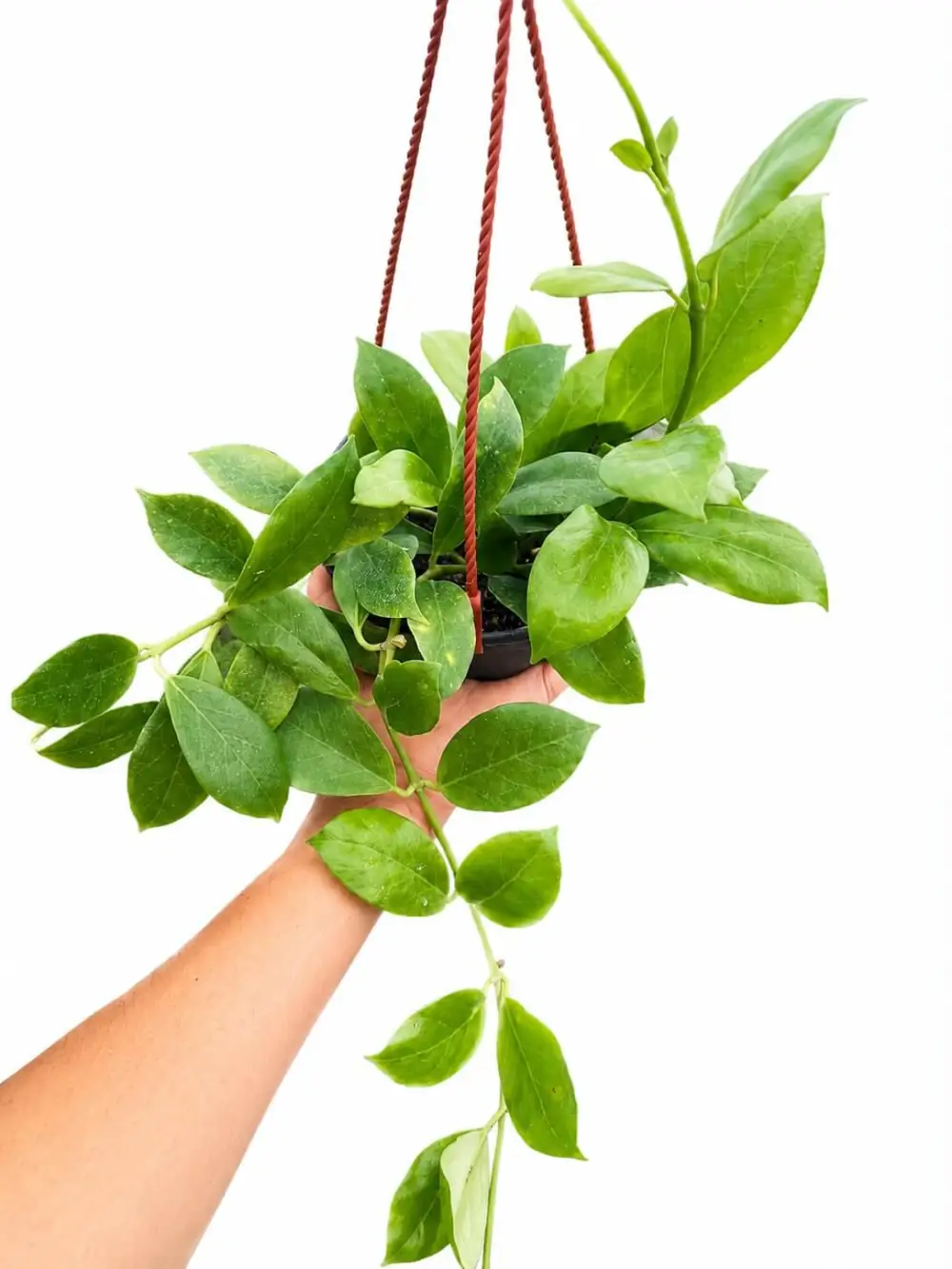 Hoya Obscura Plant