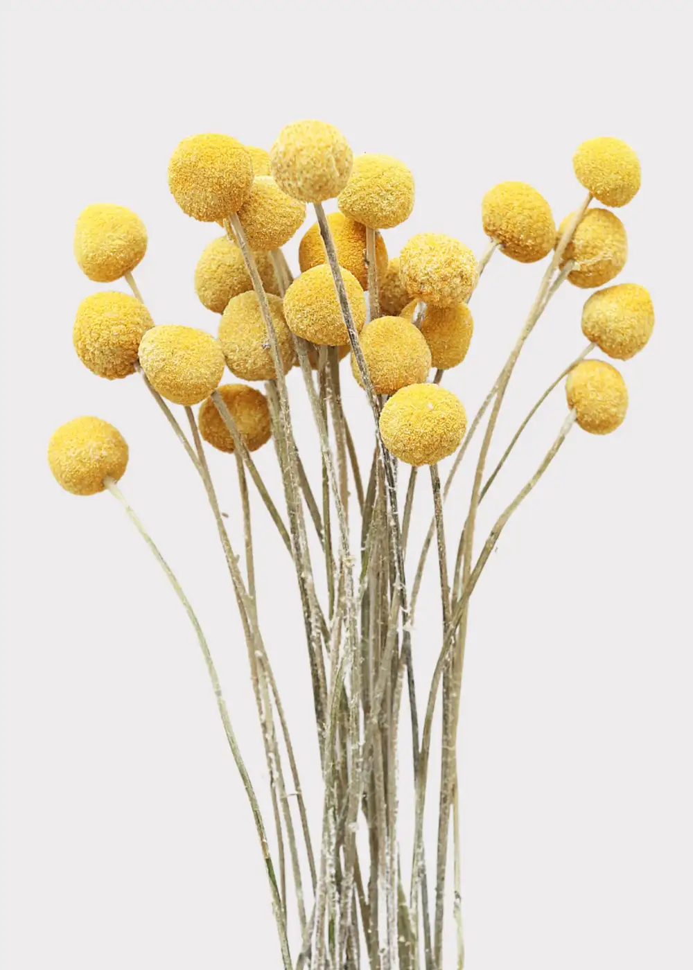 Dried Craspedia Billy Buttons Bundle
