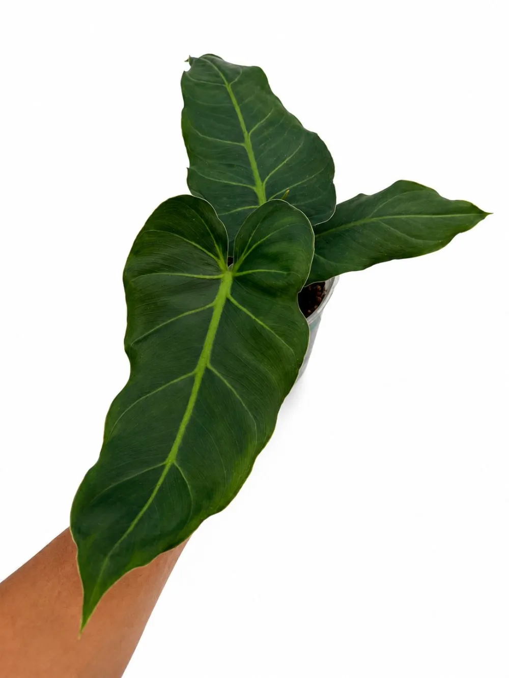 Philodendron Maximum Plant