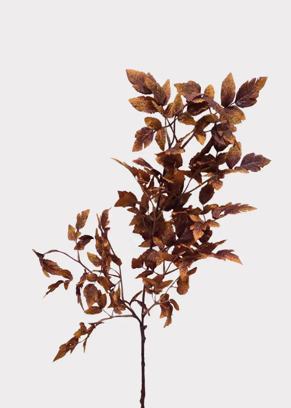 Artificial Textural Cimicifuga Ramosa Leaves