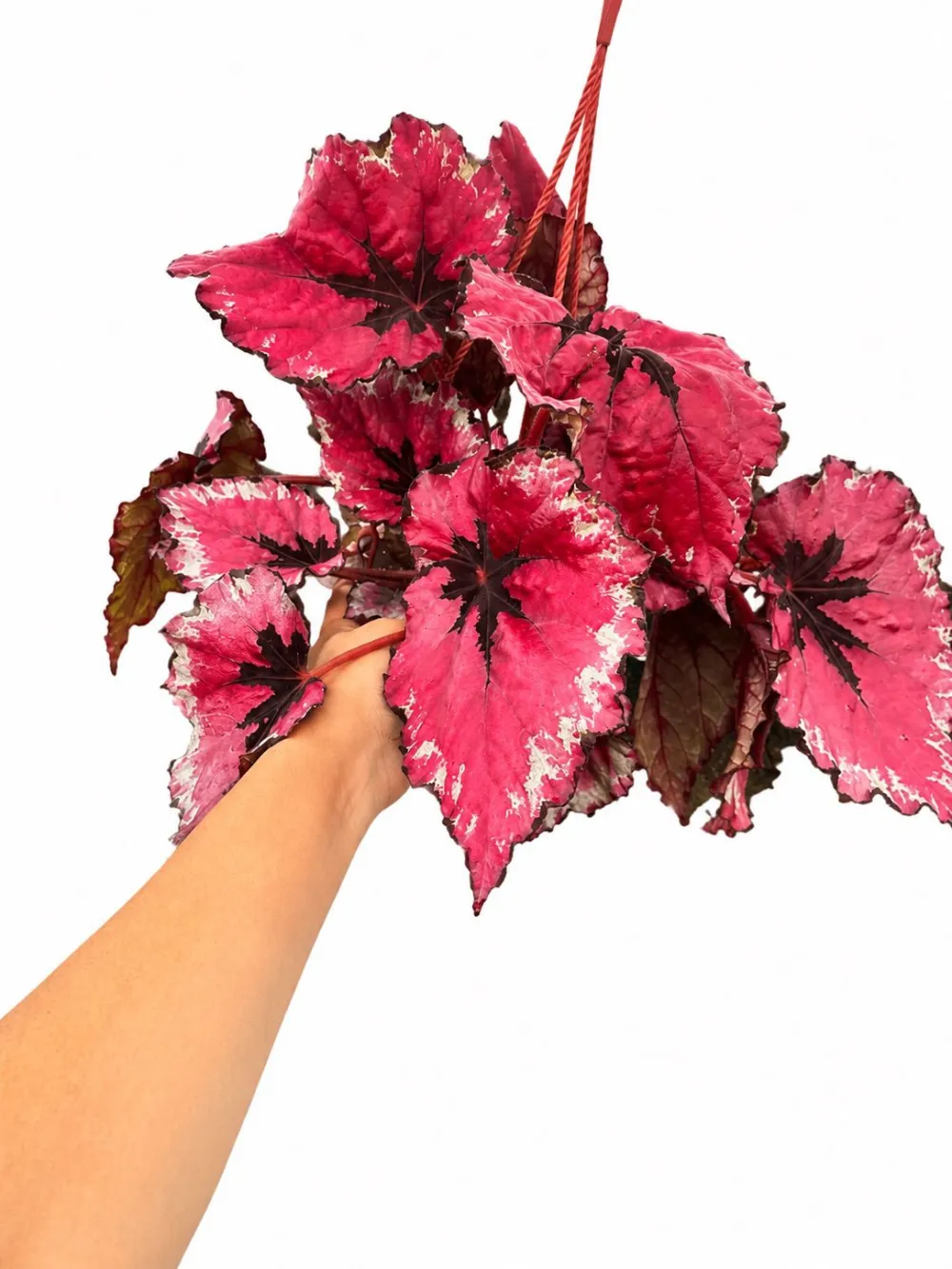 Begonia Super Plant