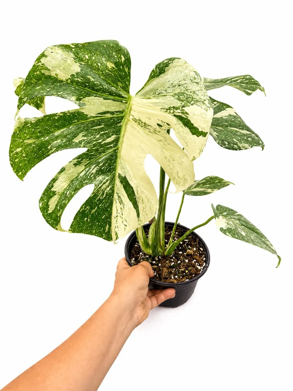 Indoor Monstera Thai Constellation Plant