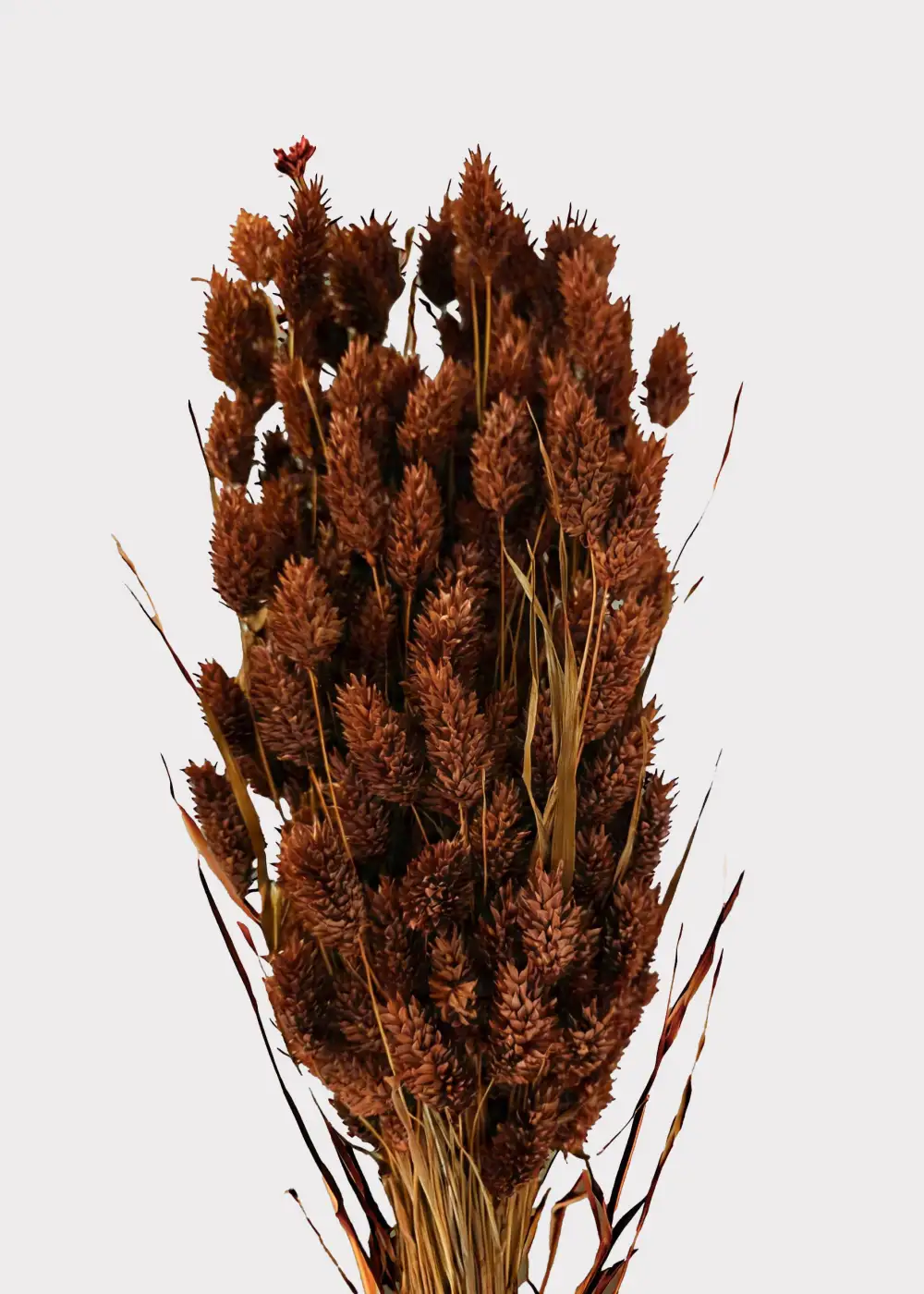 Dried Phalaris Grass Burnt Bundle