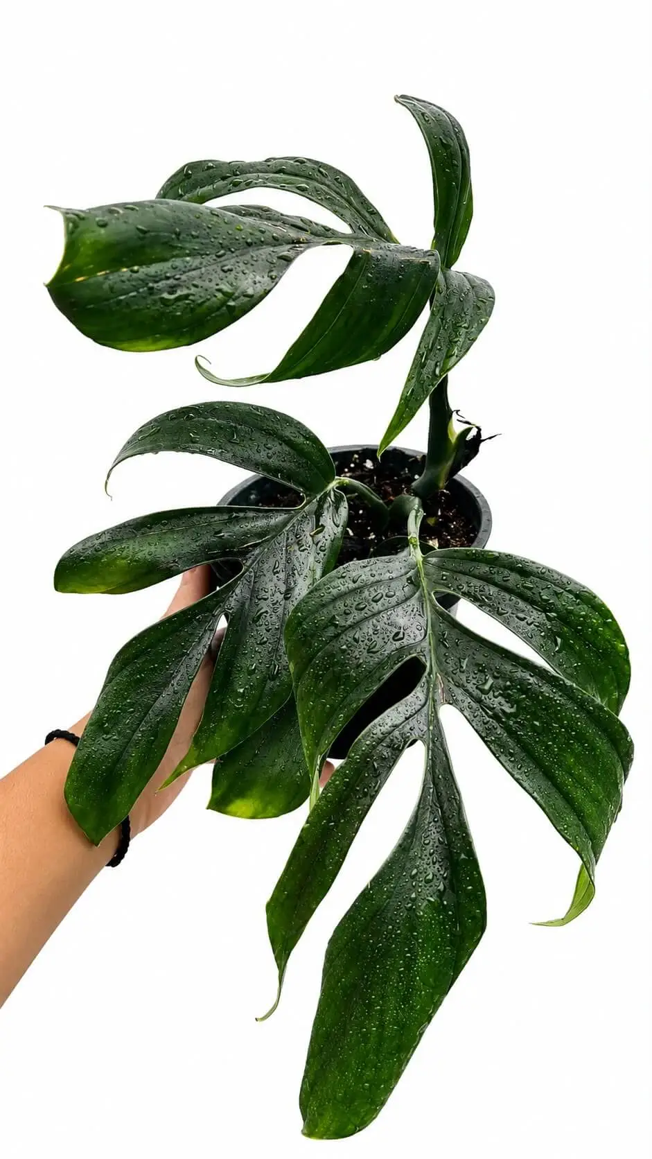 Rhapdhidhora Decursiva Plant