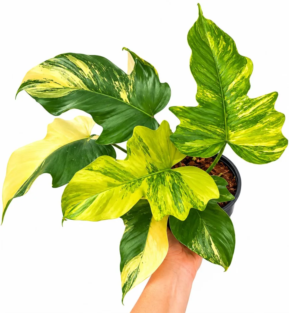 Indoor Philodendron Florida Beauty Plant