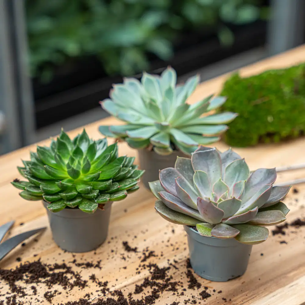 Tray-Pack Decorative Succulent Collection