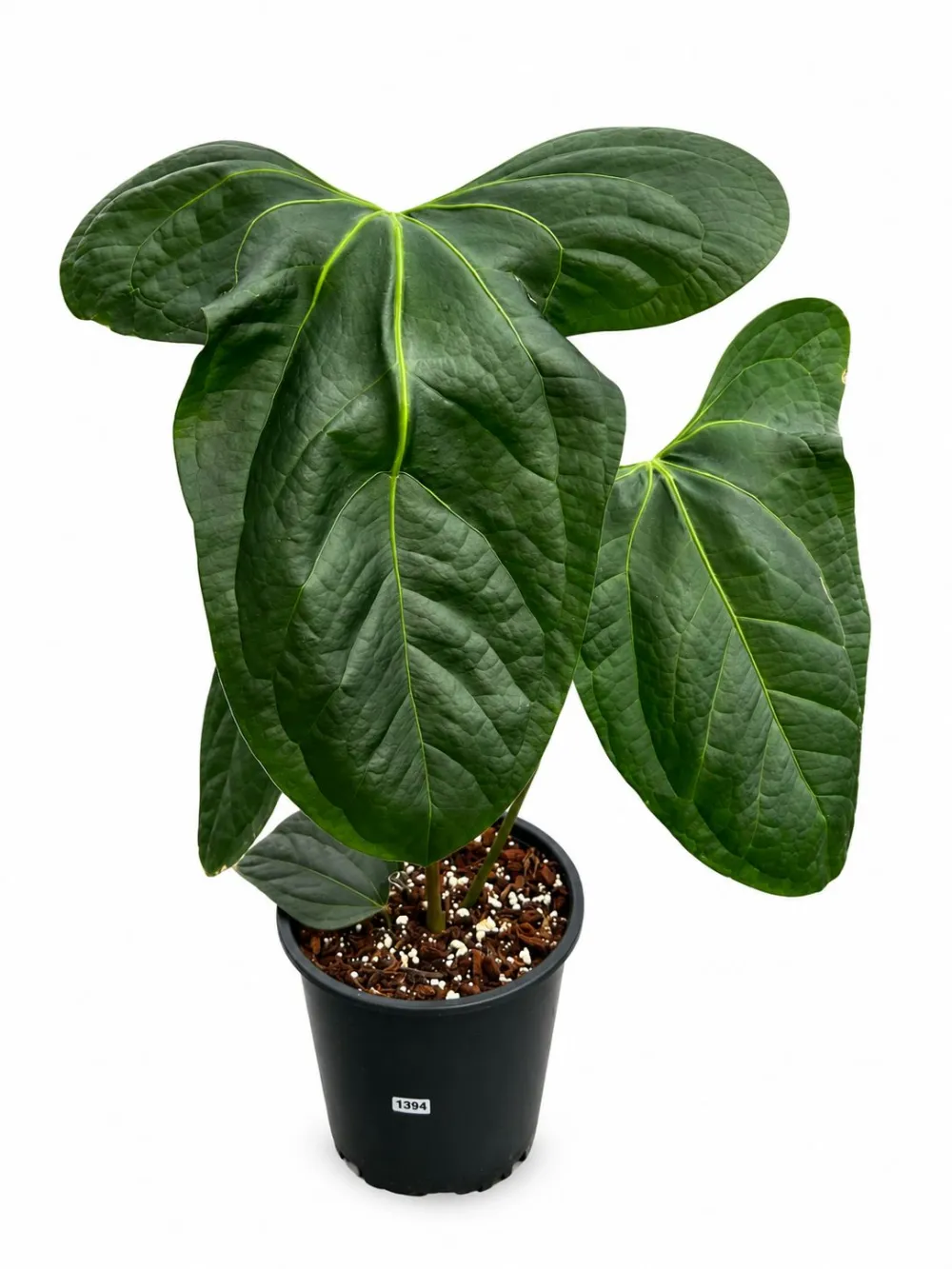 Anthurium Rabbit Ears Plant