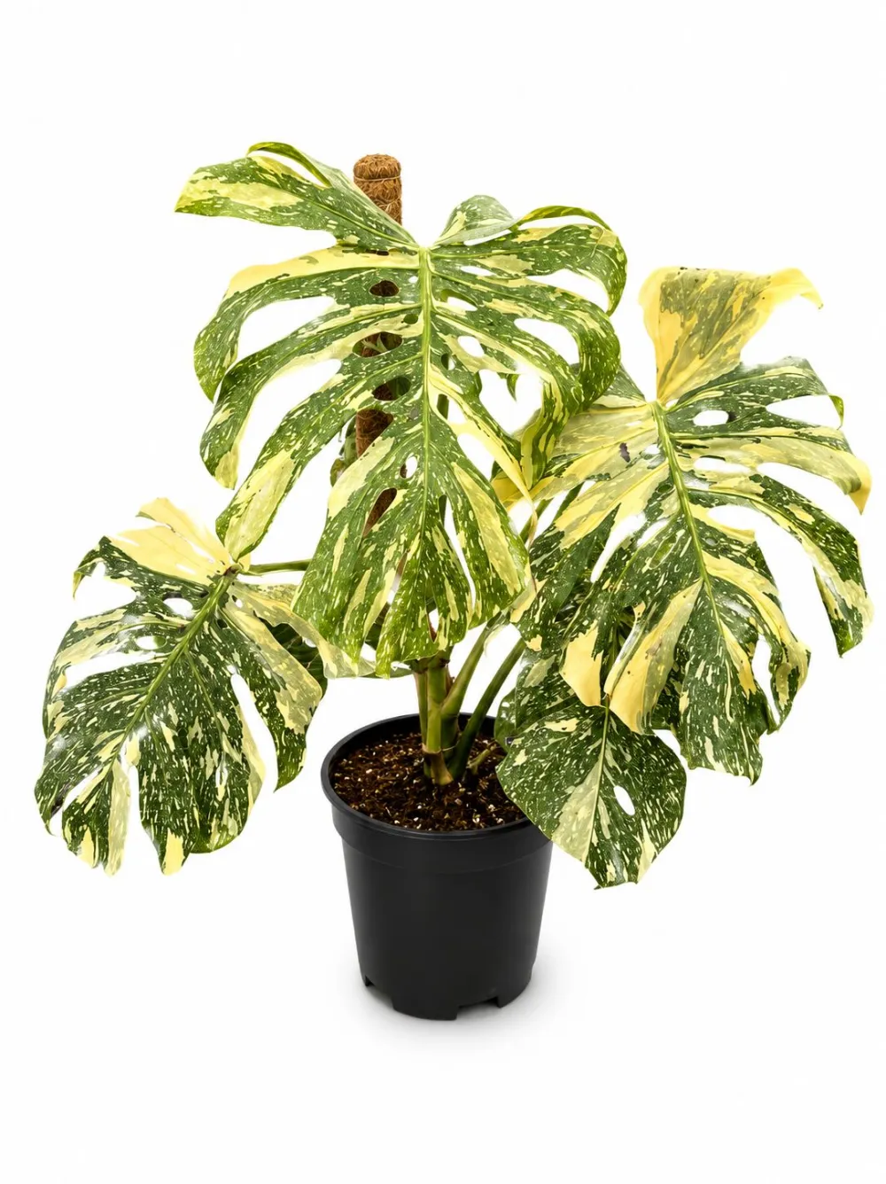 Monstera Creeme Burle Plant