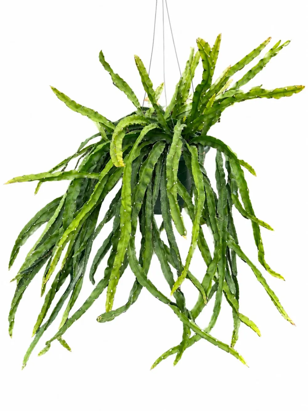 Hurricane Cactus Plant