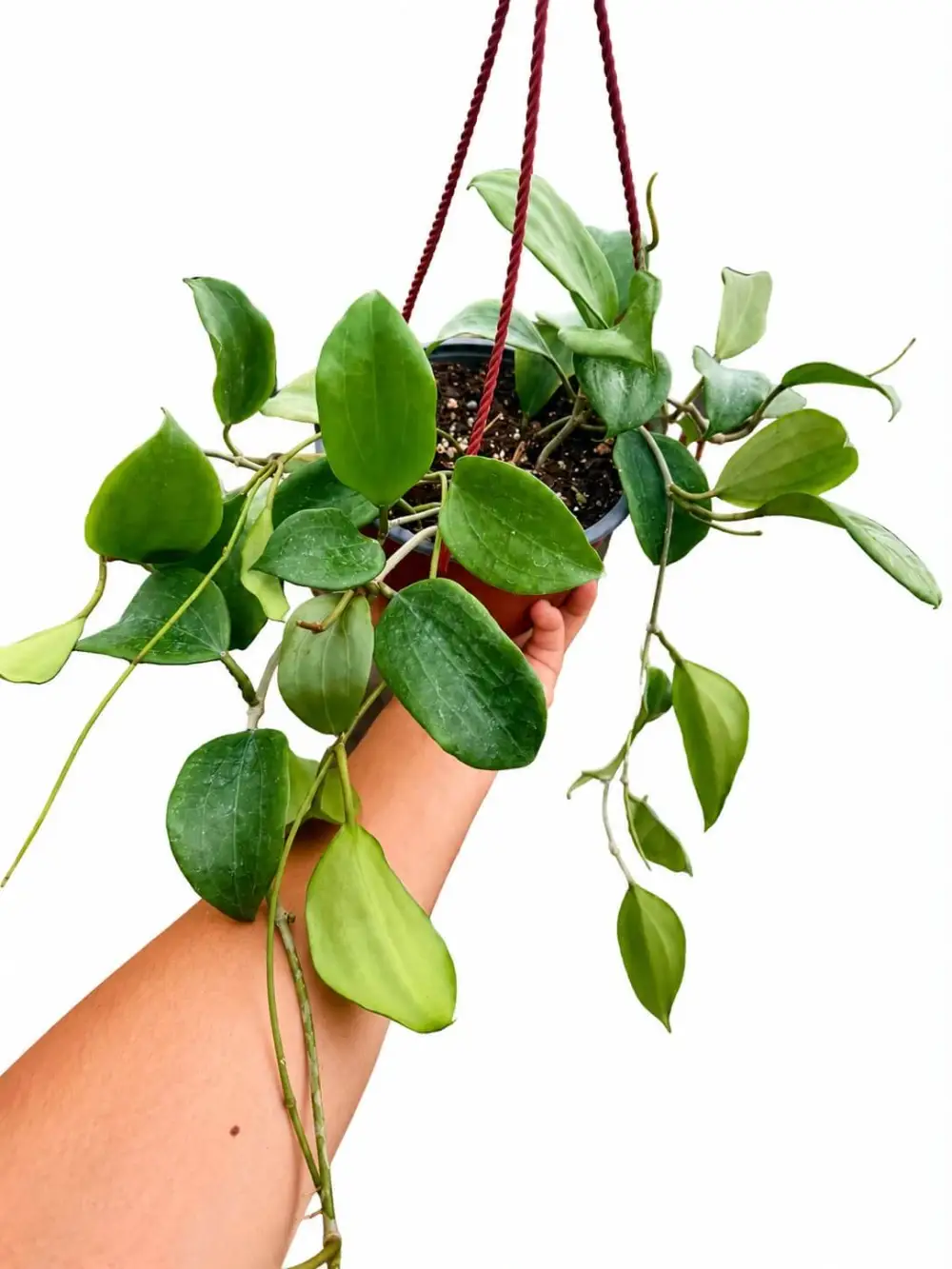 Hoya Quinquenervia Plant