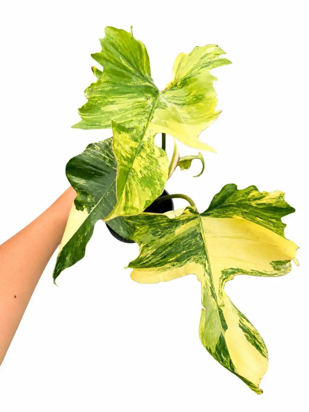 Collector Philodendron Florida Beauty Plant