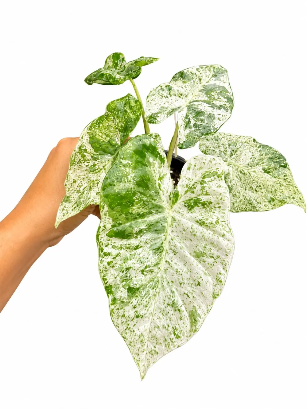 Alocasia Batik Plant