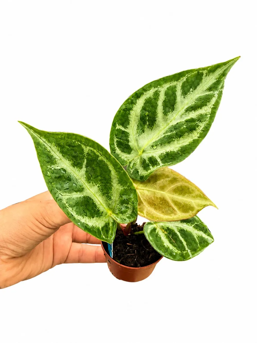 Anthurium Blush Plant