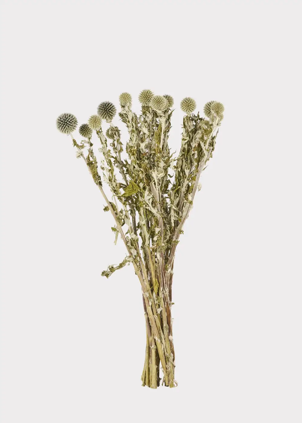 Dried Echinops Globe Thistles Bundle