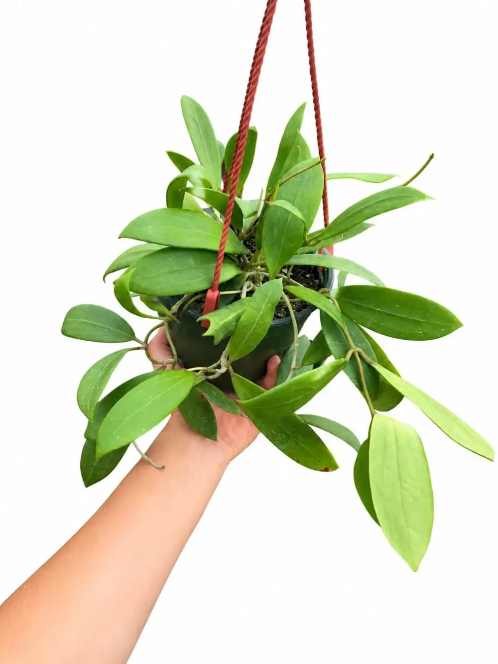 Hoya Bordeni Plant