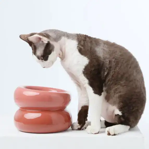 Relaxed Polished Pet Bowl
