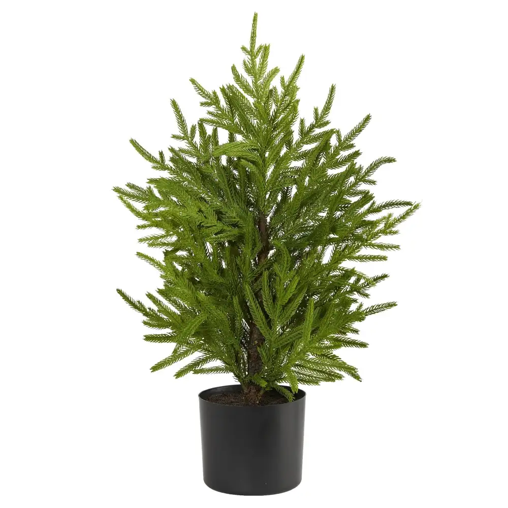Norfolk Island Pine 