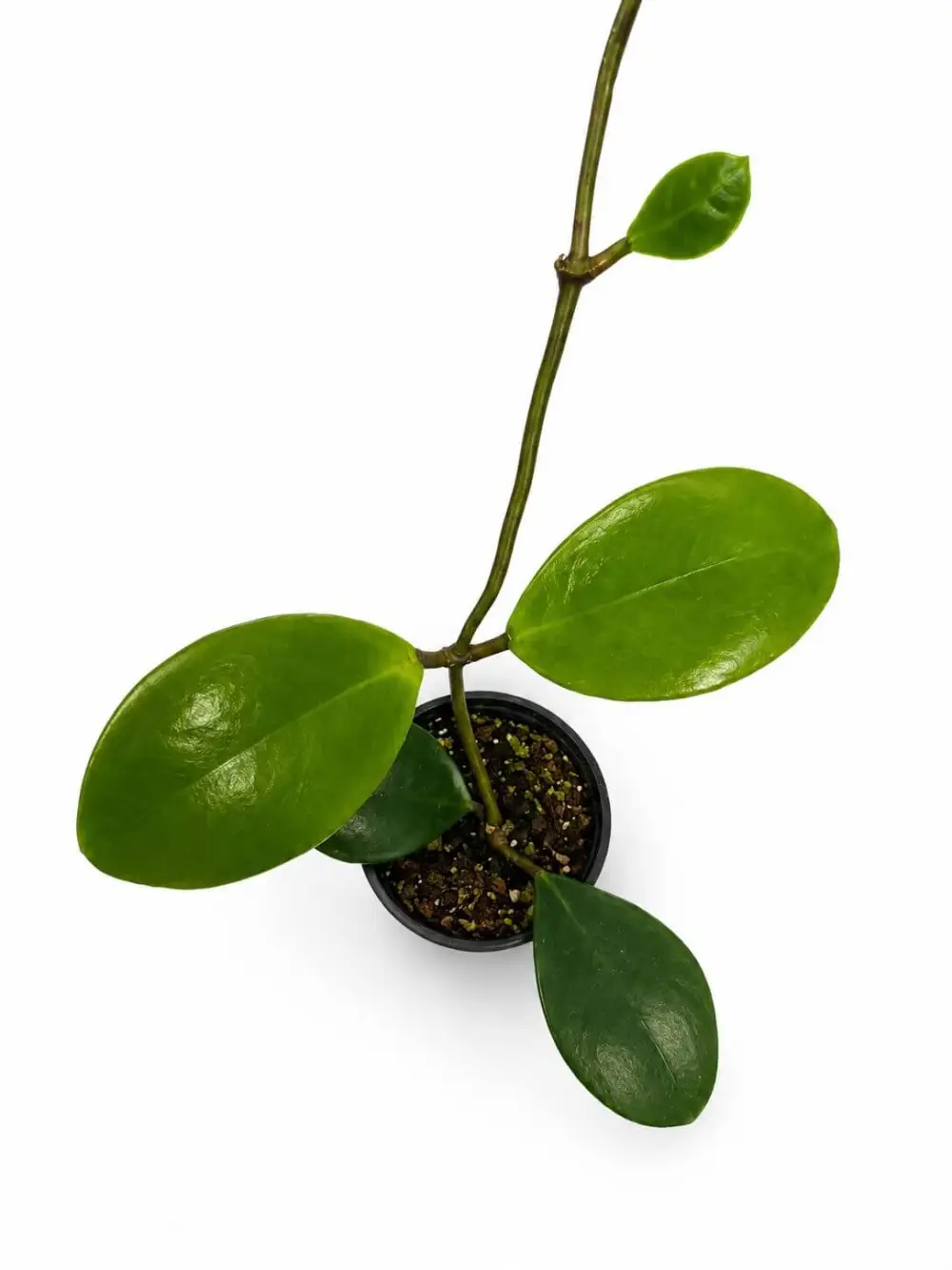 Hoya Excavata Plant