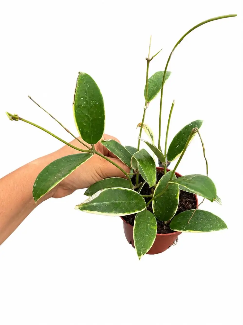 Indoor Verticillata Acuta Albo Plant