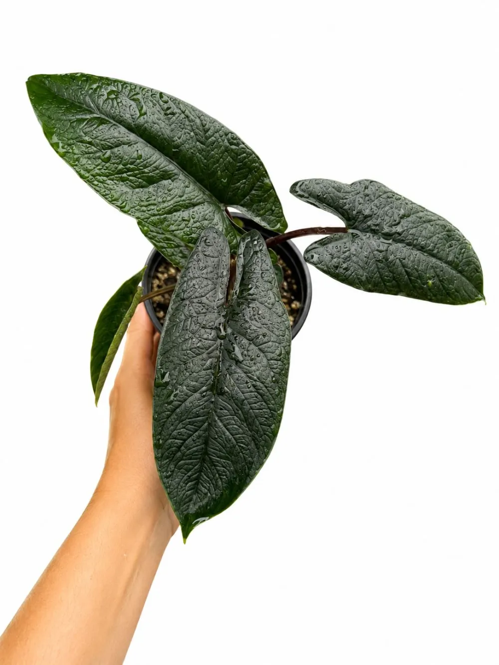 Indoor Alocasia Scalprum Plant