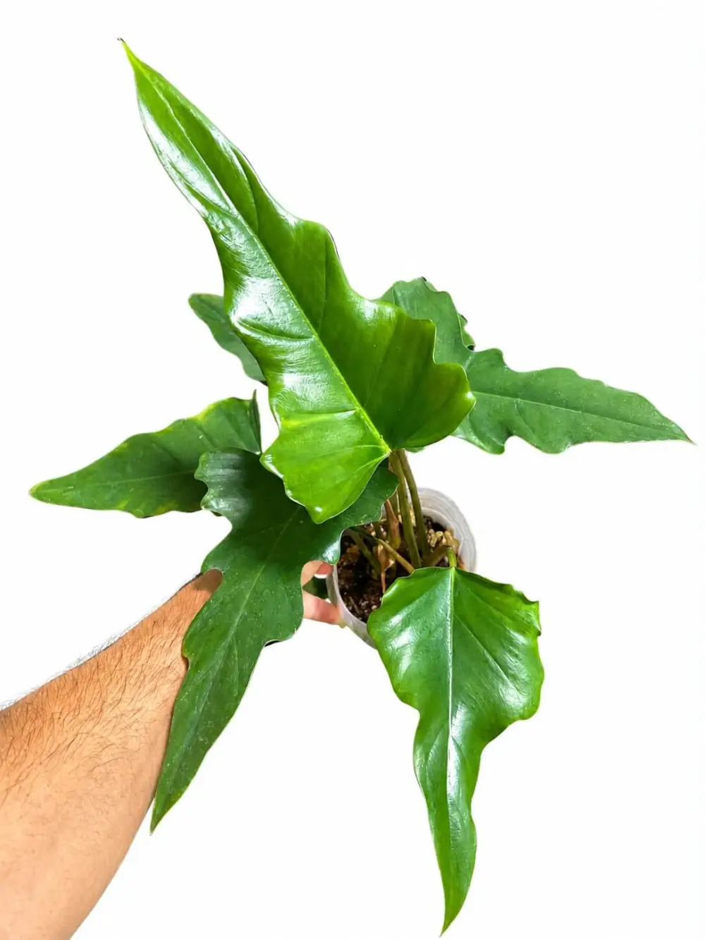 Philodendron Pinnatilobum Tortum Plant