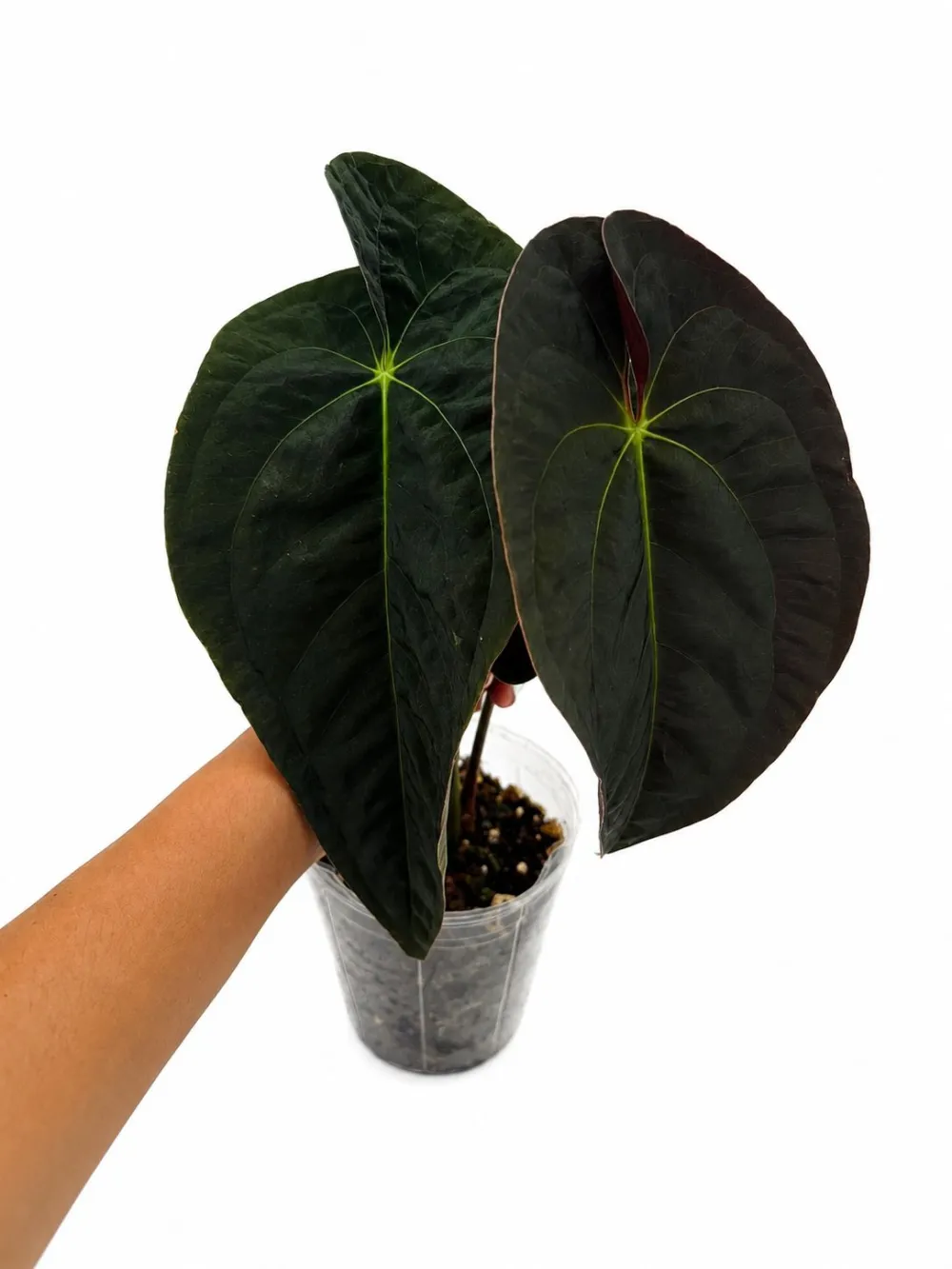 Indoor Papi Plant