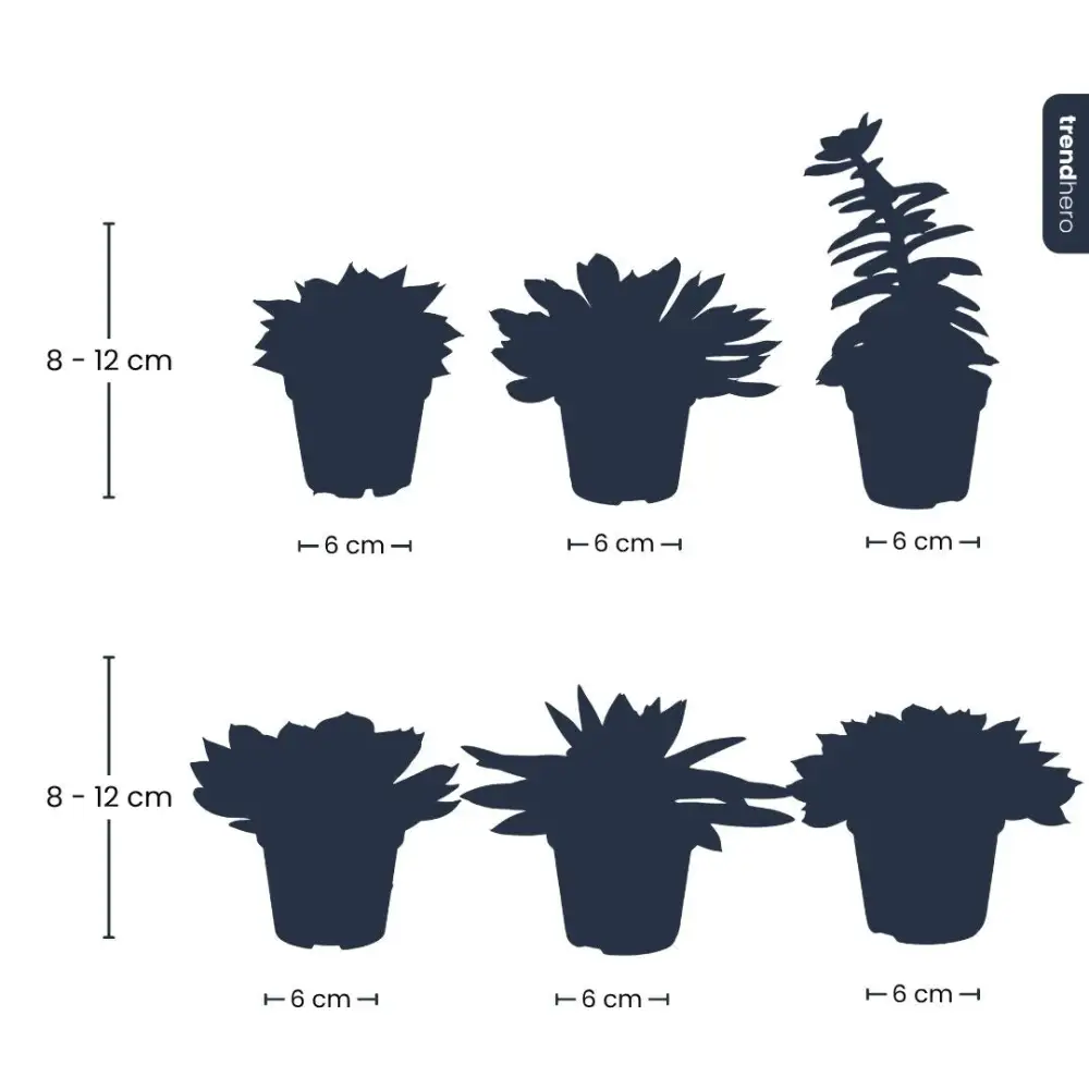 Tray-Pack Decorative Succulent Collection