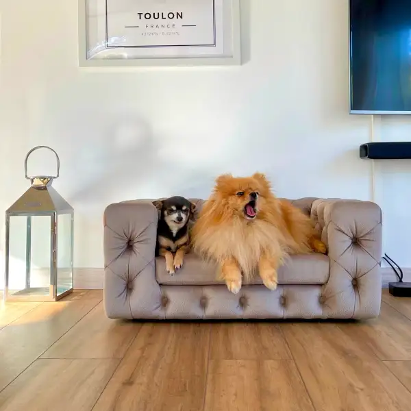 Elegant Pet Lounge Sofa