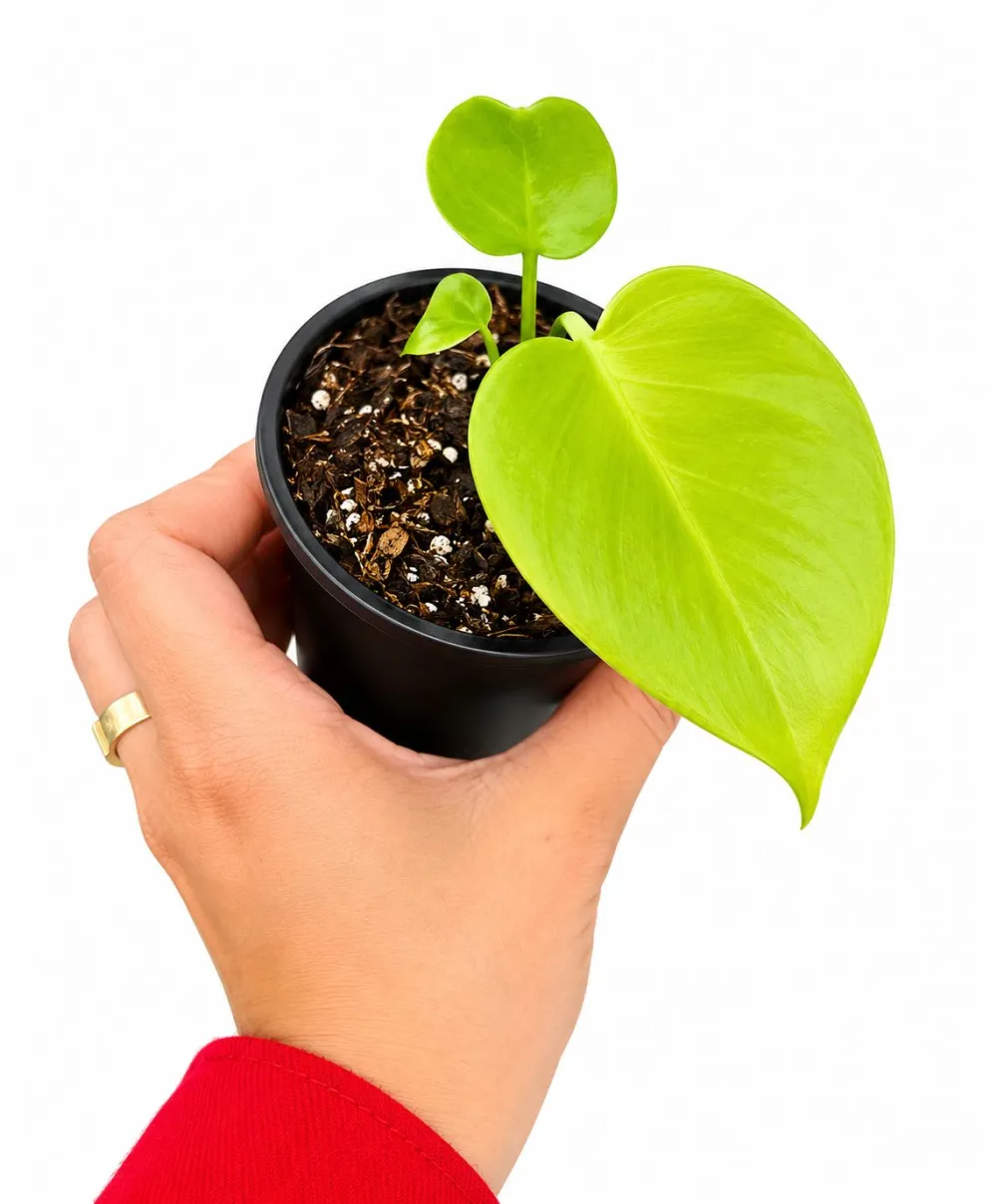 Monstera Lemon Lime Plant