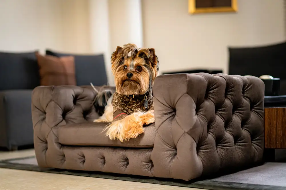 Elegant Pet Lounge Sofa