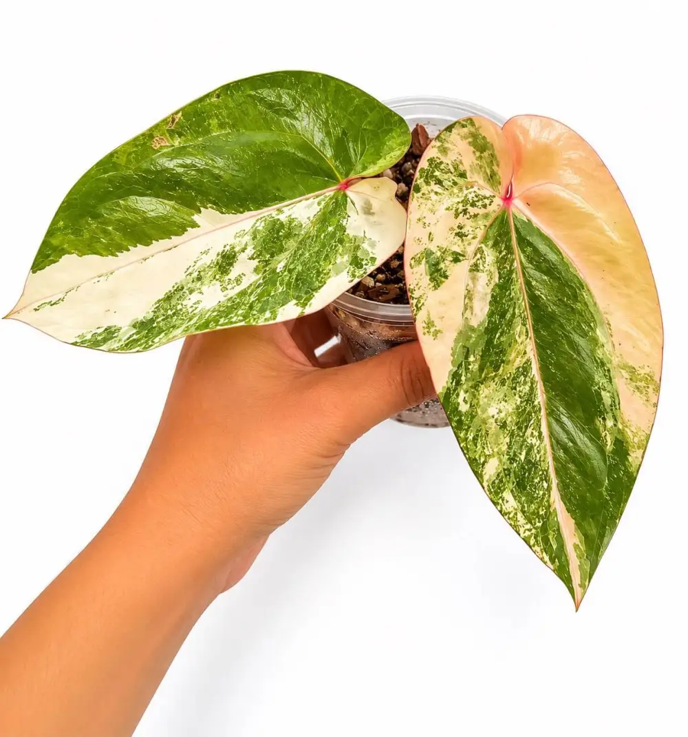Anthurium Papillaminum Variegated Plant