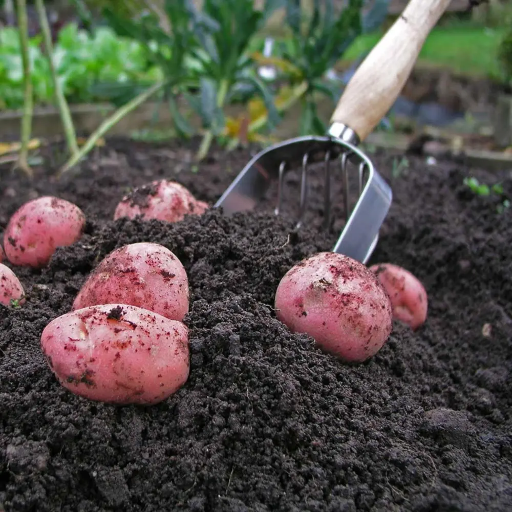 Garden Potato Harvesting Scoop