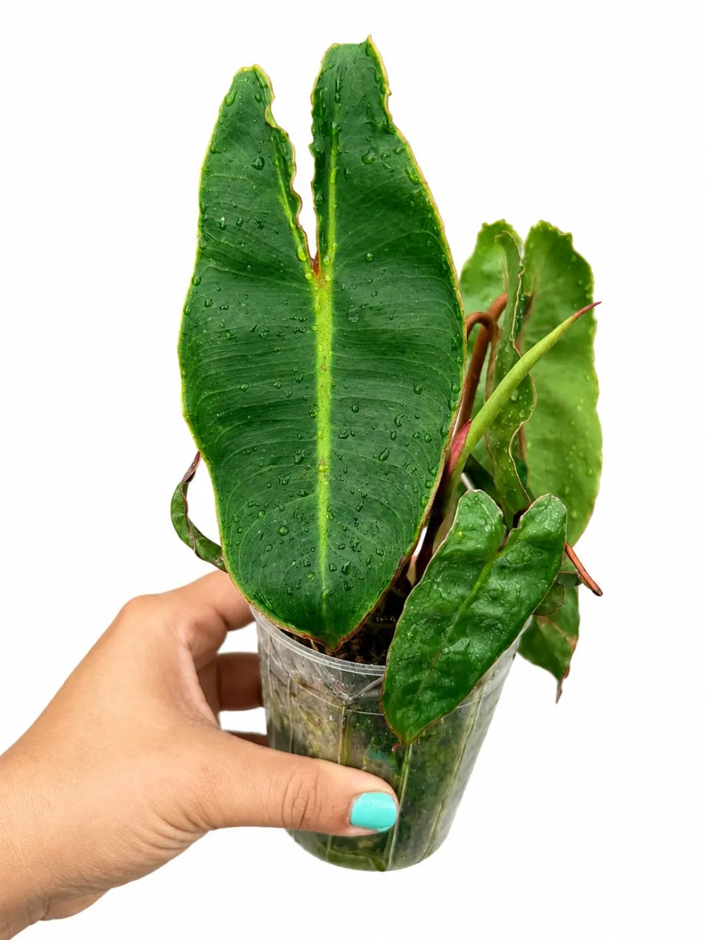 Billitae Croat Plant