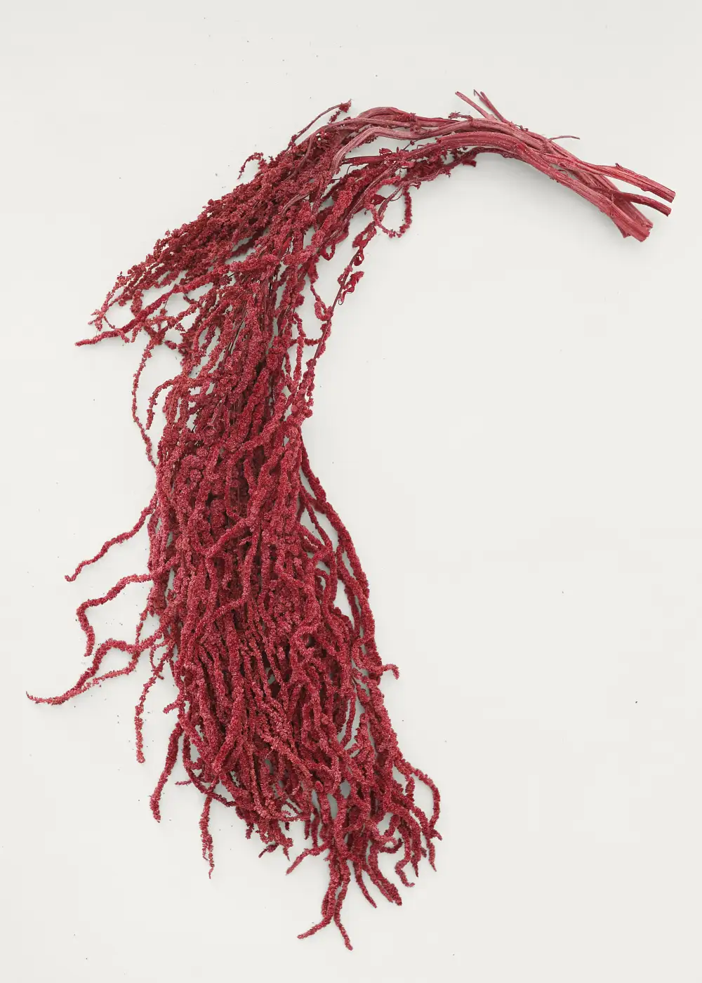 Preserved Hanging Amaranthus Botanical Bundle