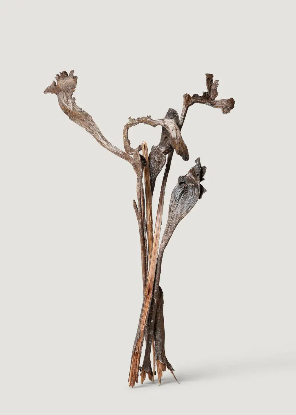 Dried Varnished Natural Natraj Twisted Branches Bundle