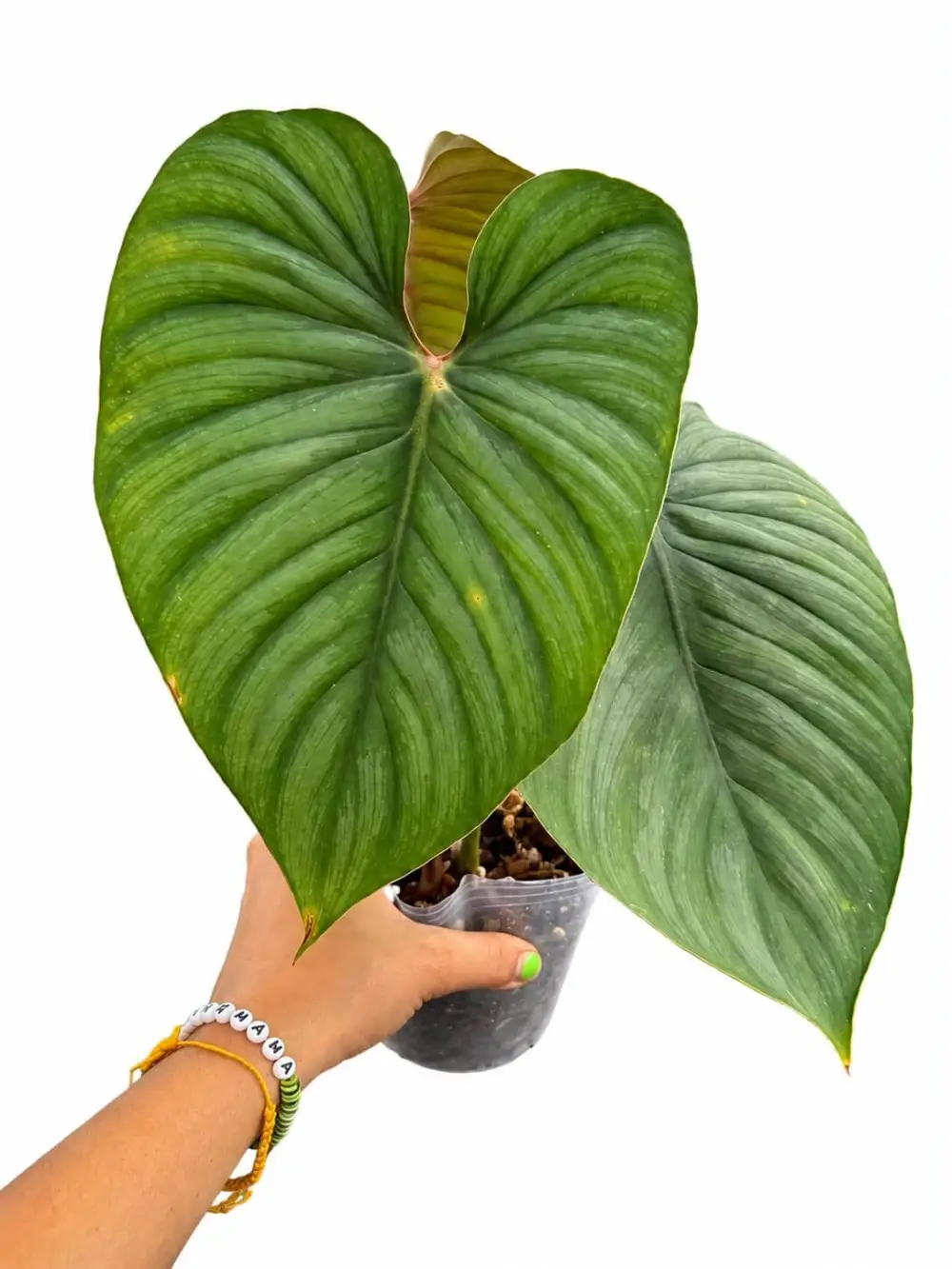 Philodendron Artemis Plant