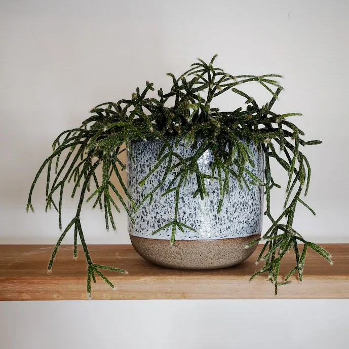 Hand Thrown Ceramic Plant Pot