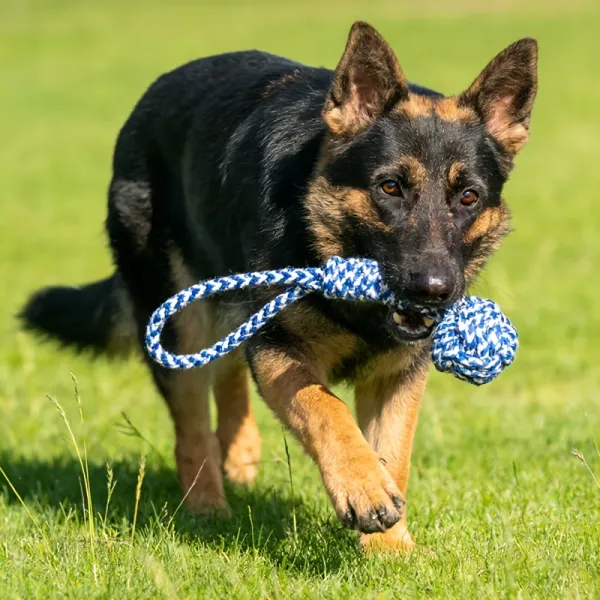 Braided Dog Rope Toy