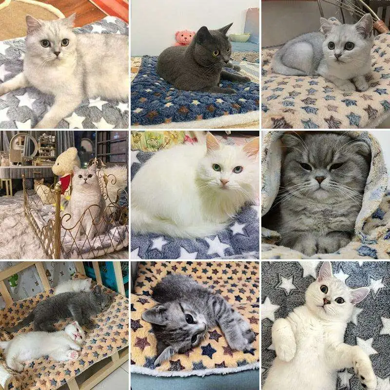 Plush Velvet Pet Blanket
