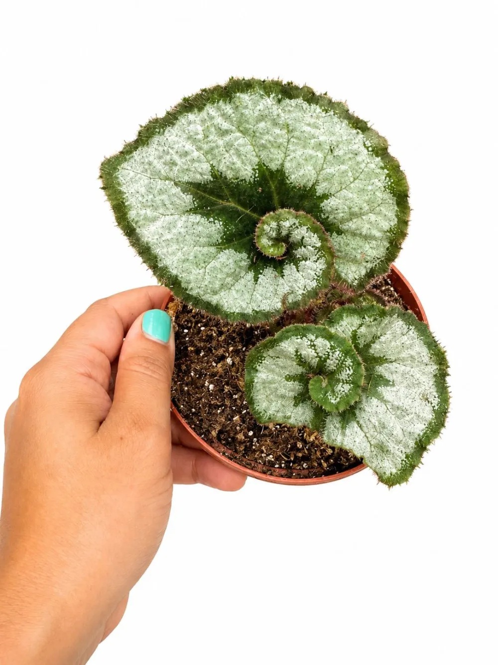 Begonia Escargot Plant