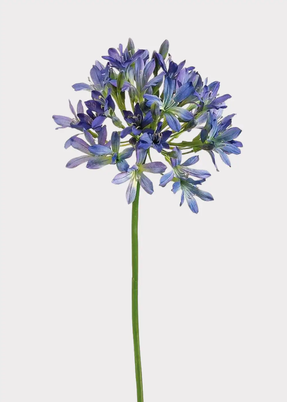 Artificial Agapanthus Floral Stem