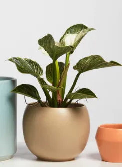Gold Vase