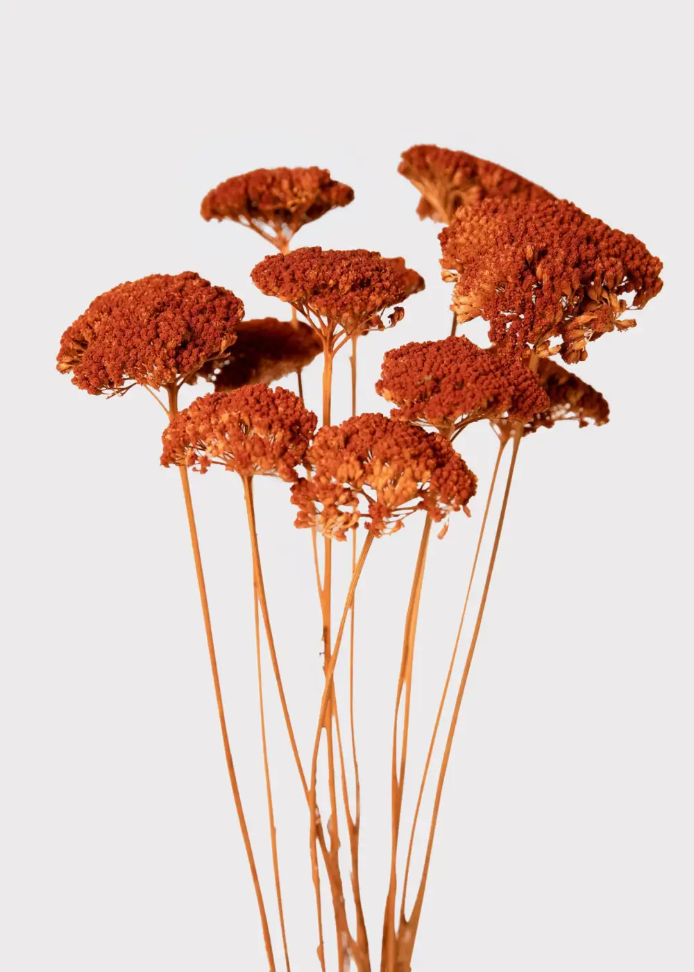 Dried Yarrow Persimmon Bundle