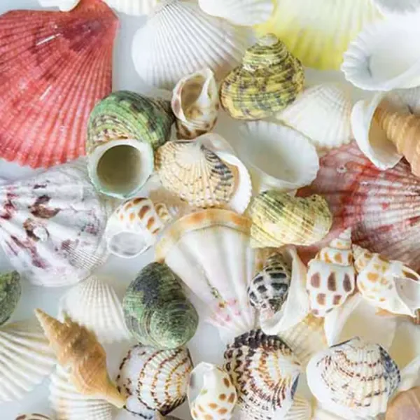 100g Natural conch shell starfish
